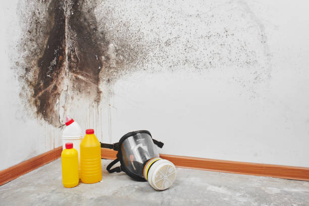 Best Home Mold Removal  in Georgetown, OH