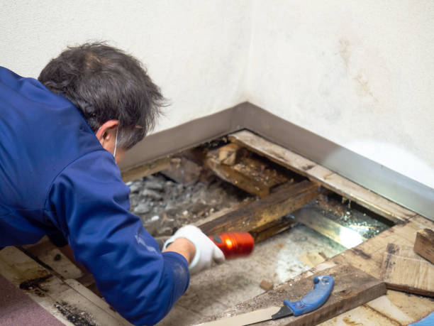 Best Attic Mold Removal  in Georgetown, OH