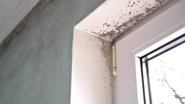 Best Home Mold Removal  in Georgetown, OH