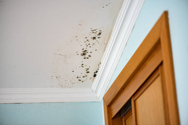 Best Certified Mold Removal  in Georgetown, OH