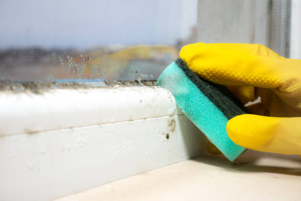 Best Crawl Space Mold Removal  in Georgetown, OH