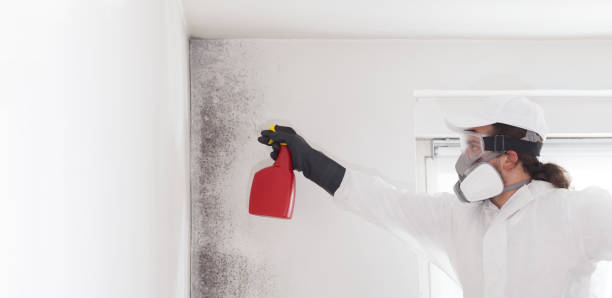 Best Commercial Mold Removal  in Georgetown, OH