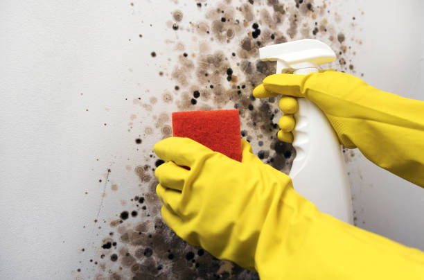 Best Office Mold Removal Services  in Georgetown, OH