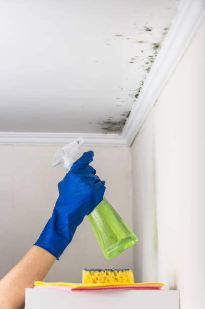 Certified Mold Removal in Georgetown, OH